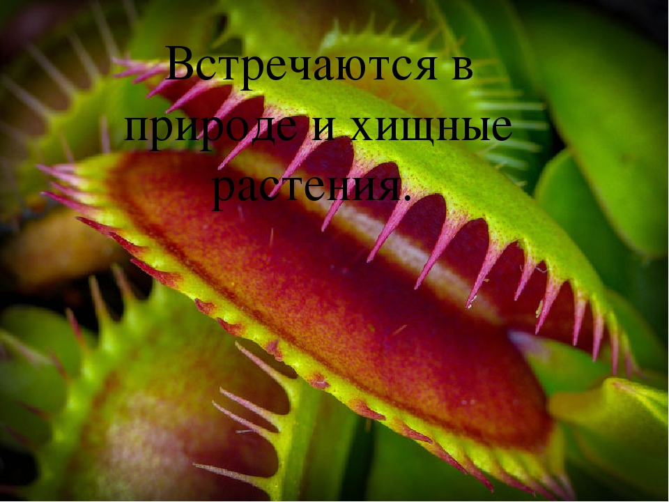 Презентация на тему "Растения"