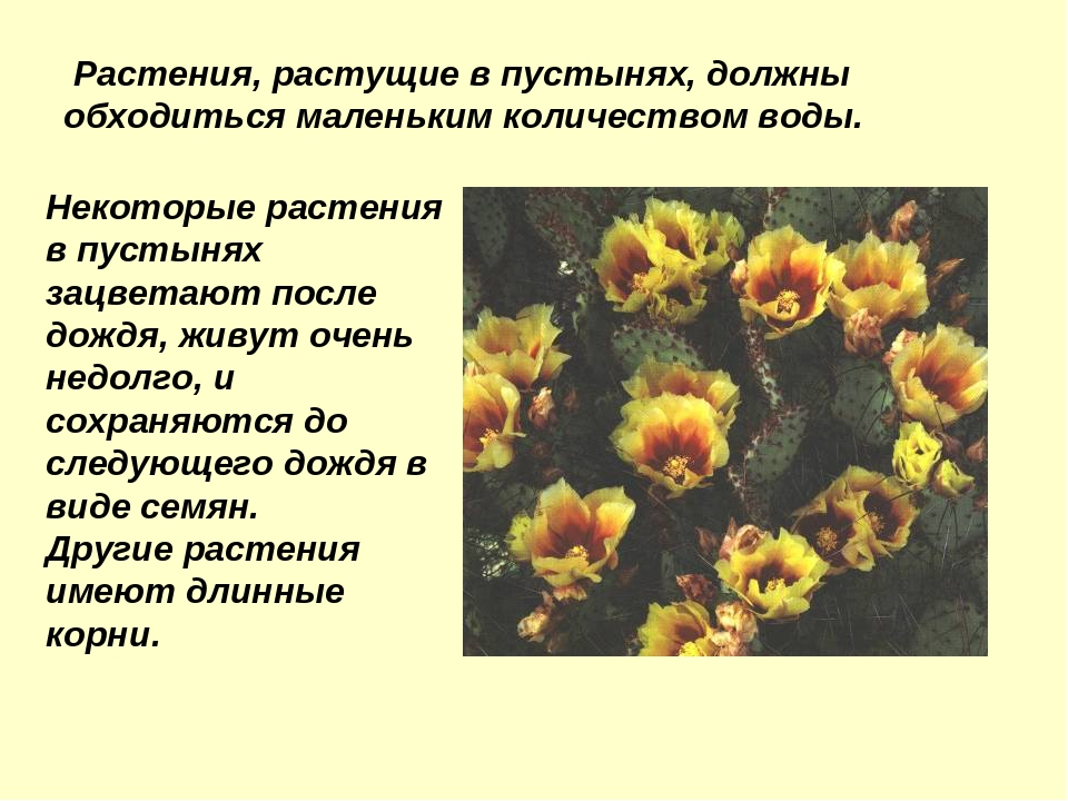 Презентация на тему "Пустыня"