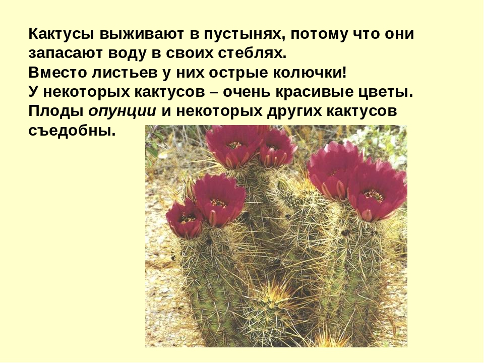 Презентация на тему "Пустыня"