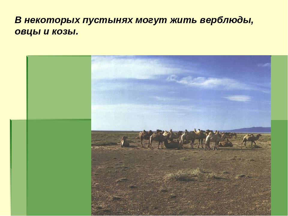 Презентация на тему "Пустыня"
