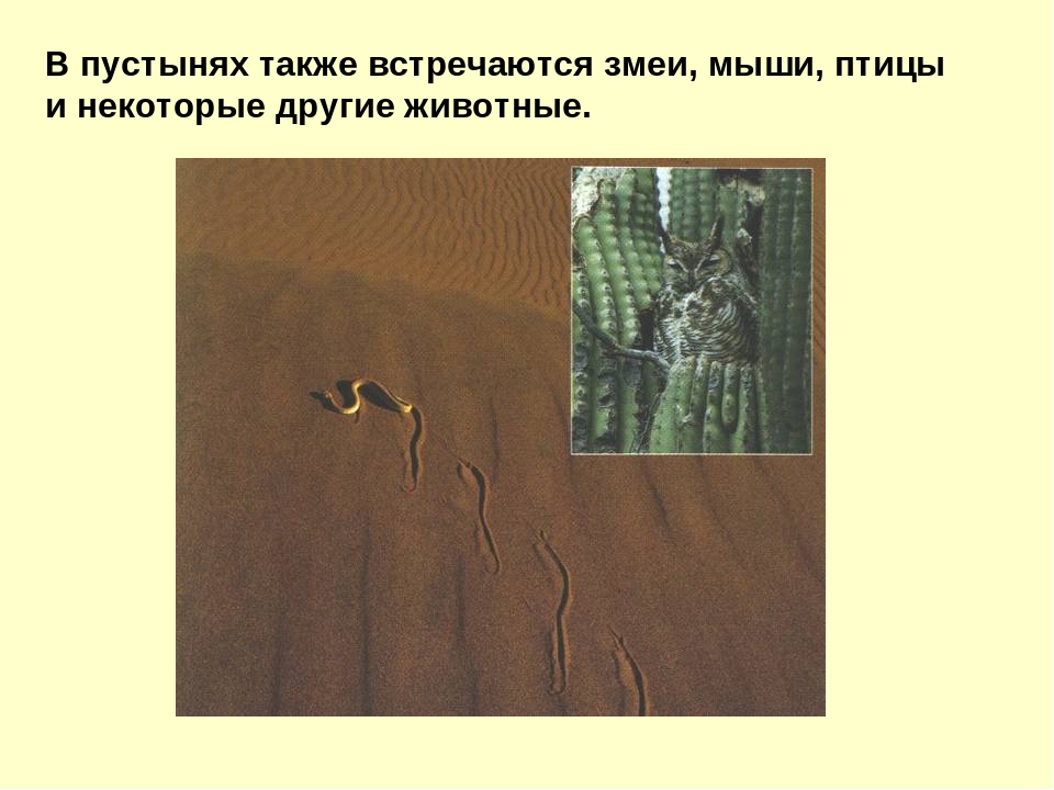Презентация на тему "Пустыня"