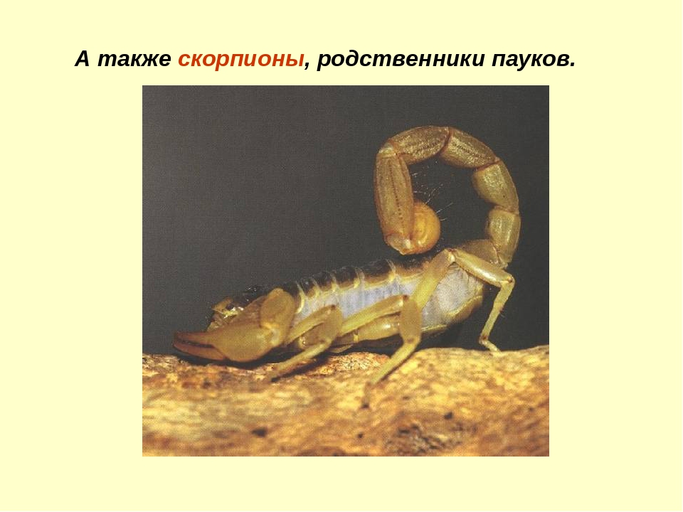 Презентация на тему "Пустыня"