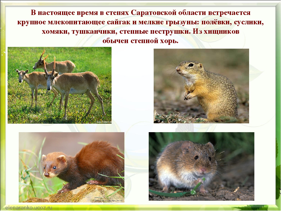 Презентация по экологии "Природа родного края"