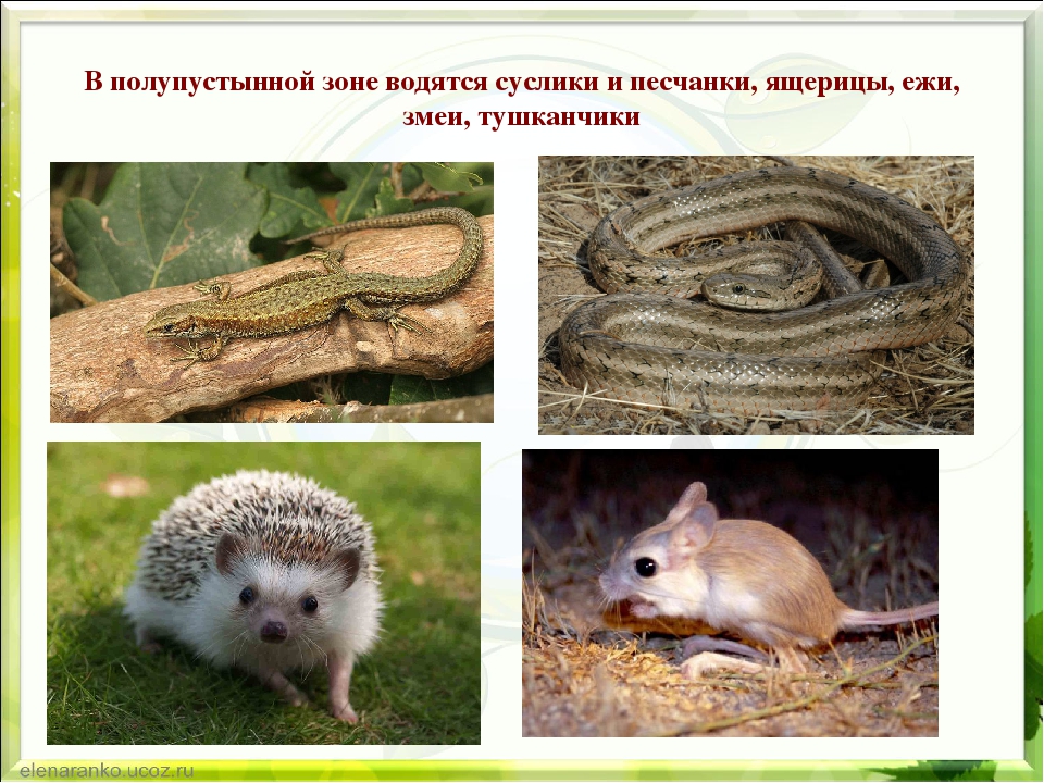 Презентация по экологии "Природа родного края"