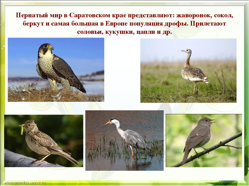 Презентация по экологии "Природа родного края"