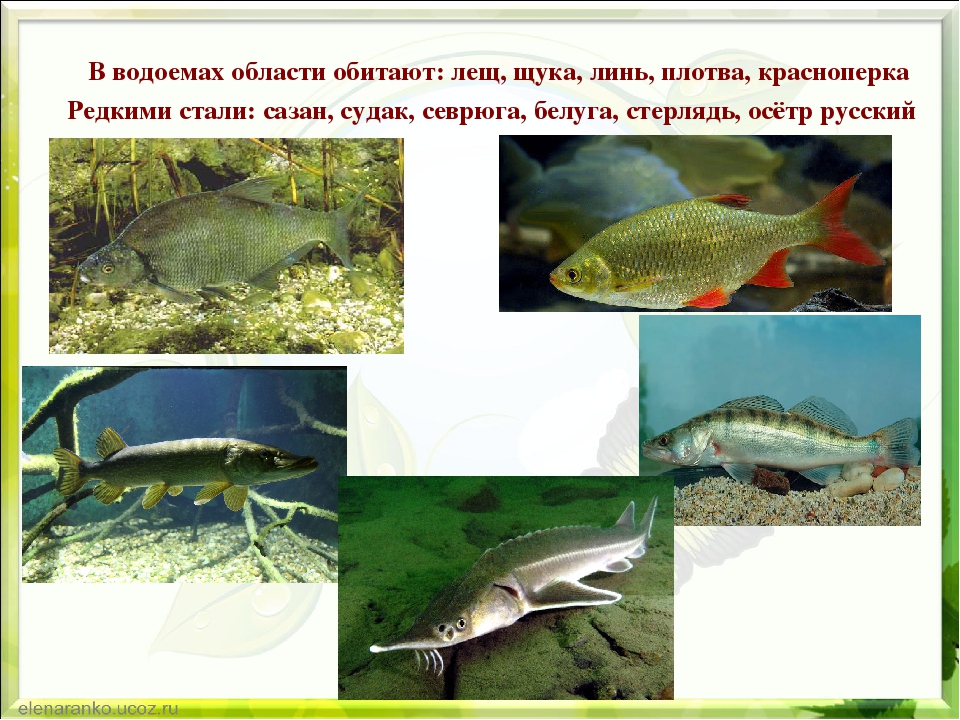 Презентация по экологии "Природа родного края"