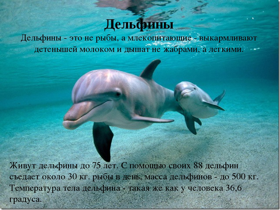 Презентация на тему "Обитатели океана"