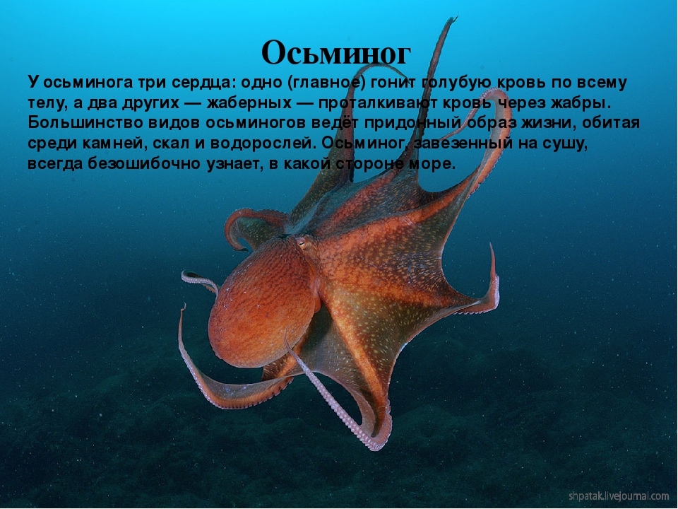 Презентация на тему "Обитатели океана"