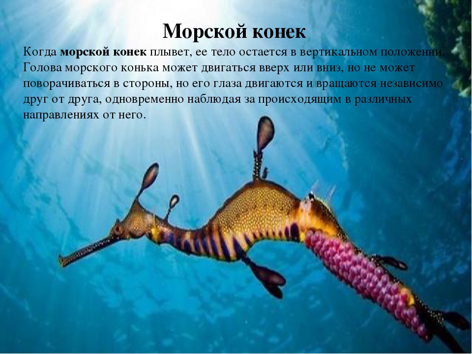Презентация на тему "Обитатели океана"