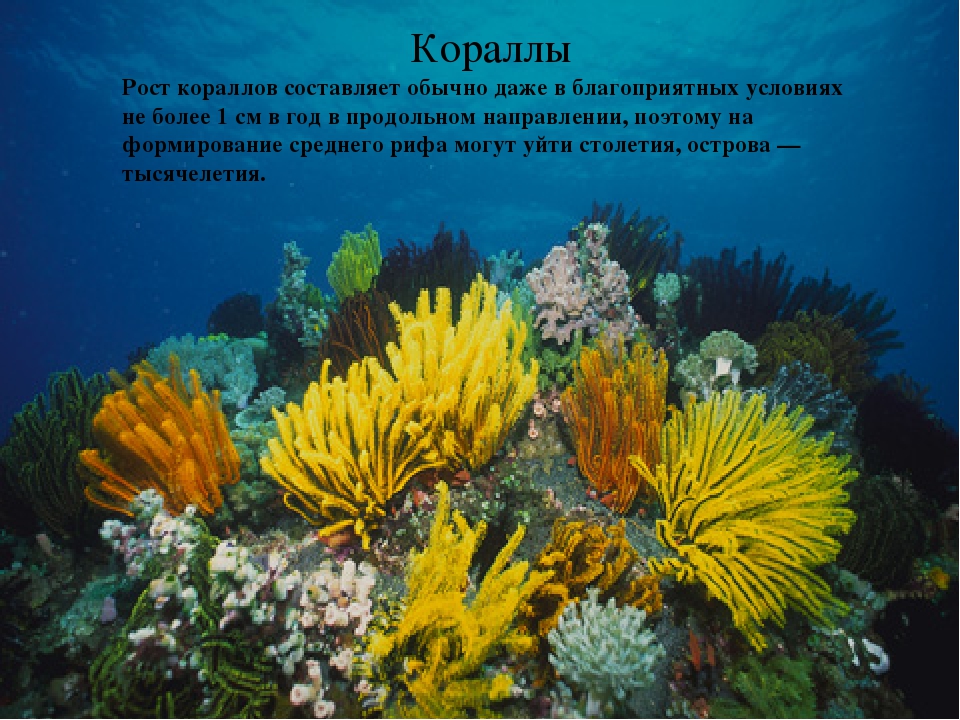 Презентация на тему "Обитатели океана"