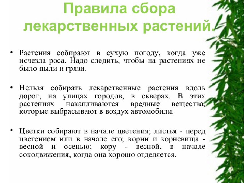 Утверждении лекарственных. Порядок сбора лекарственных трав. Правила сбора полезных растений. Правила сбора лекарственных трав как собирать?. Правила сбора лекарственных растений для детей.