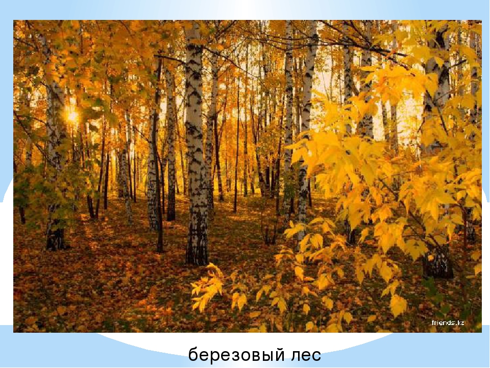 Презентация к НОД "Лесовичок просит о помощи"
