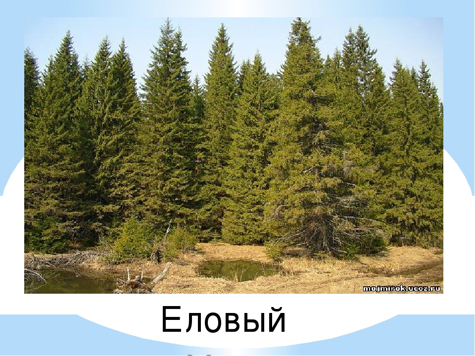 Презентация к НОД "Лесовичок просит о помощи"
