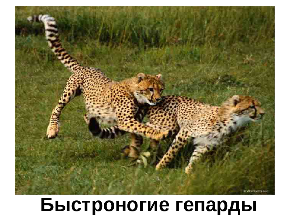 Презентация "Кто в Африке живет"