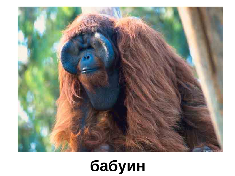 Презентация "Кто в Африке живет"