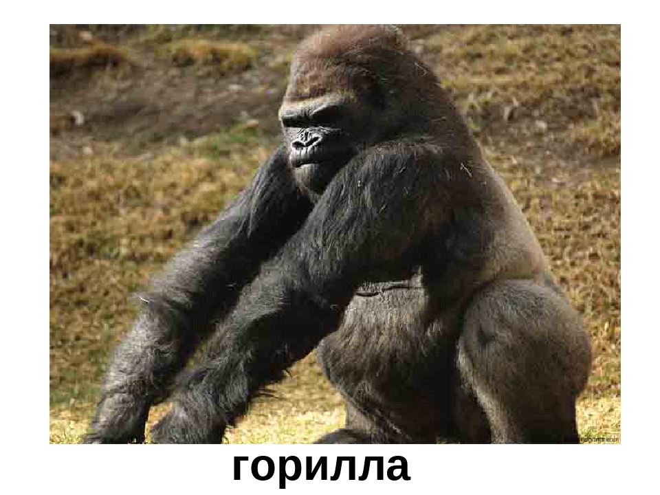 Презентация "Кто в Африке живет"