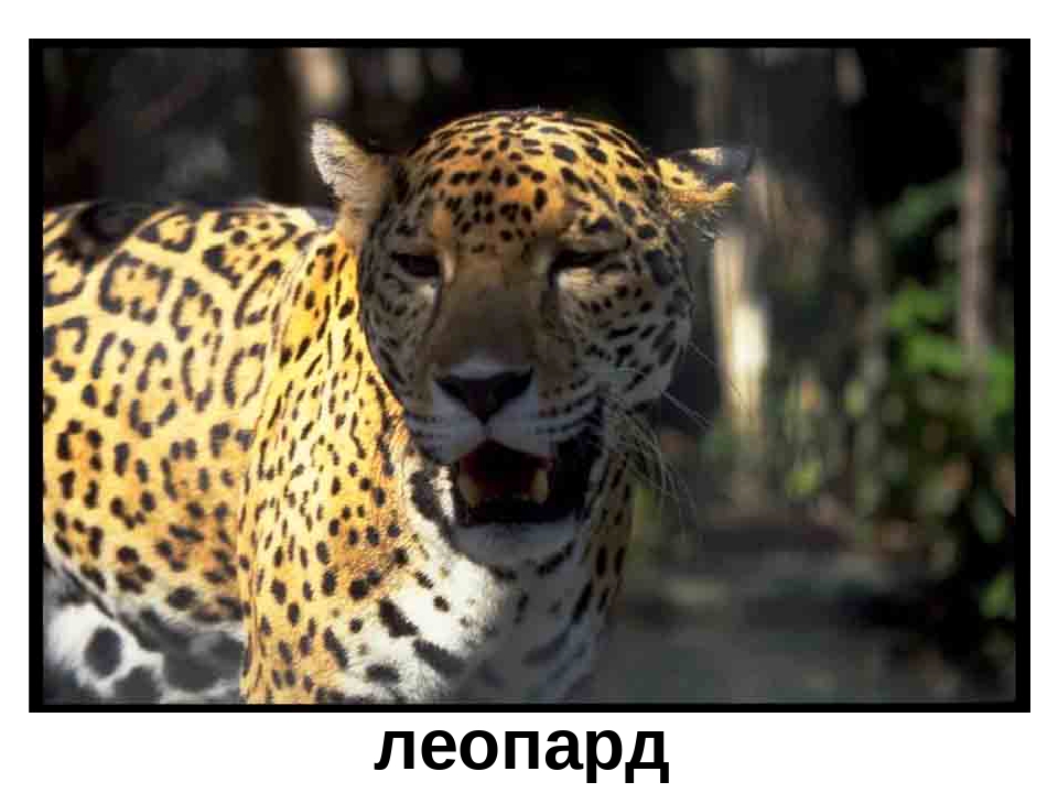 Презентация "Кто в Африке живет"