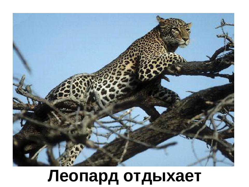 Презентация "Кто в Африке живет"
