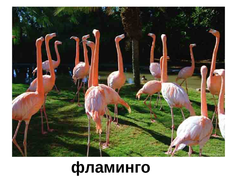 Презентация "Кто в Африке живет"