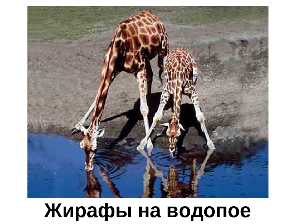 Презентация "Кто в Африке живет"