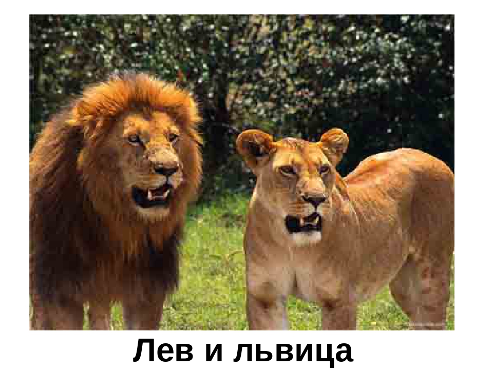 Презентация "Кто в Африке живет"