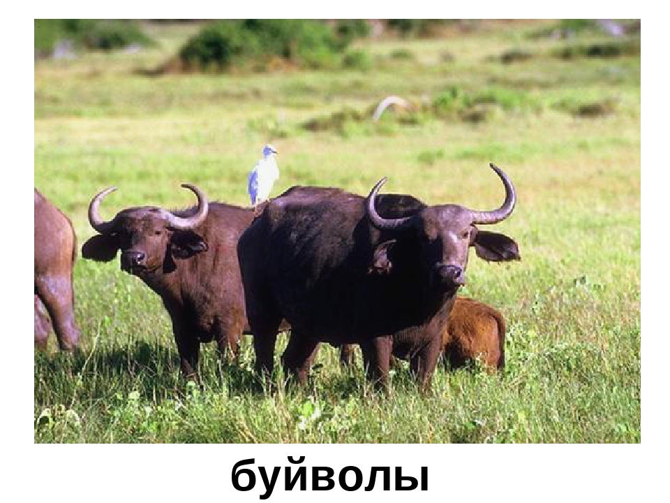 Презентация "Кто в Африке живет"