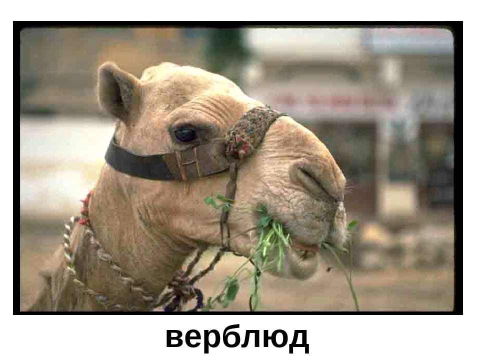 Презентация "Кто в Африке живет"