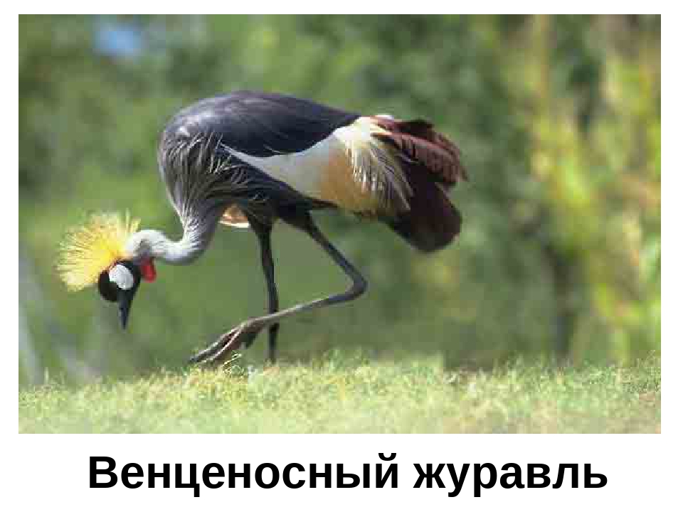 Презентация "Кто в Африке живет"