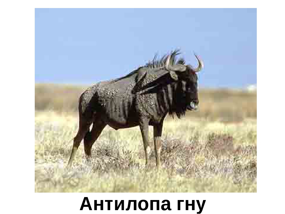 Презентация "Кто в Африке живет"