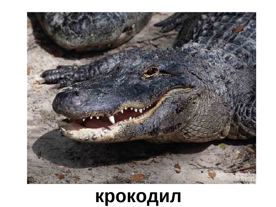 Презентация "Кто в Африке живет"