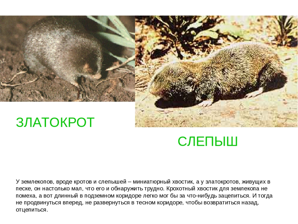 Презентация "Зачем нужны хвосты"