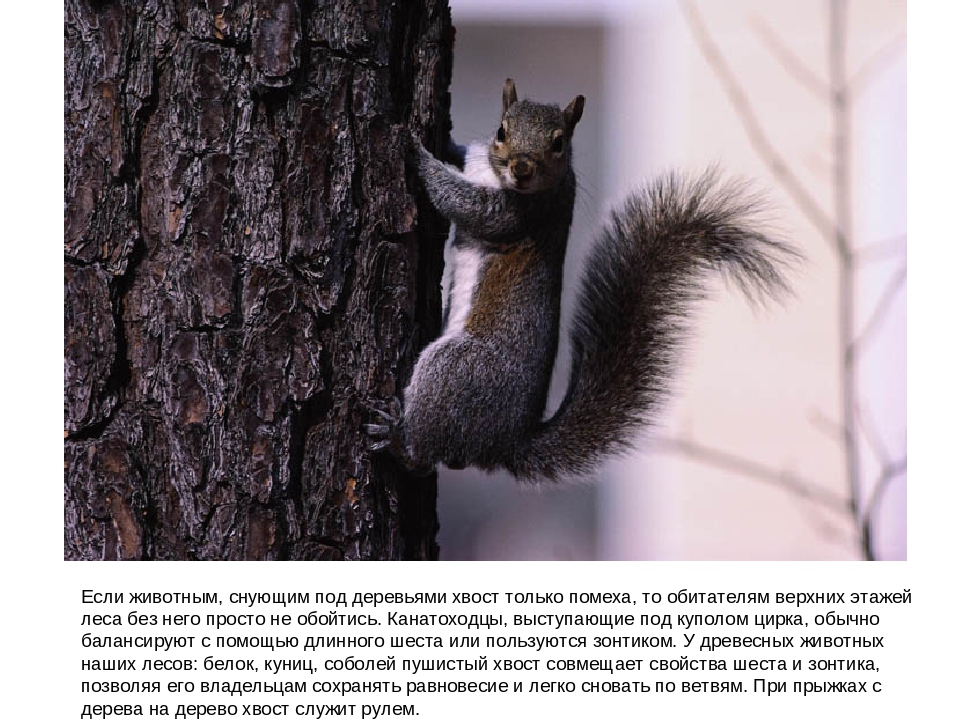 Презентация "Зачем нужны хвосты"