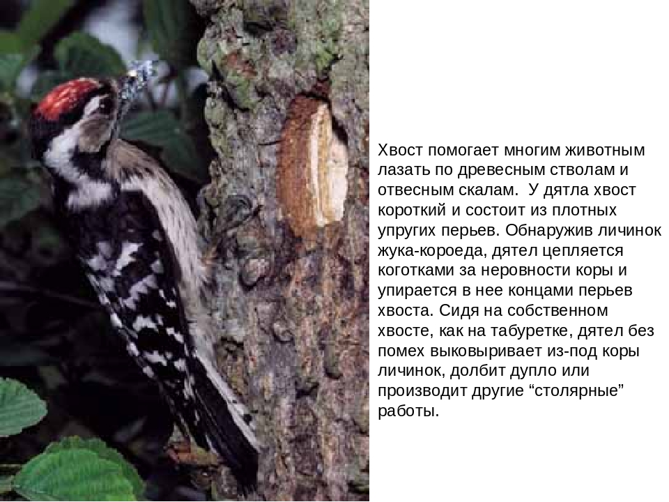 Презентация "Зачем нужны хвосты"