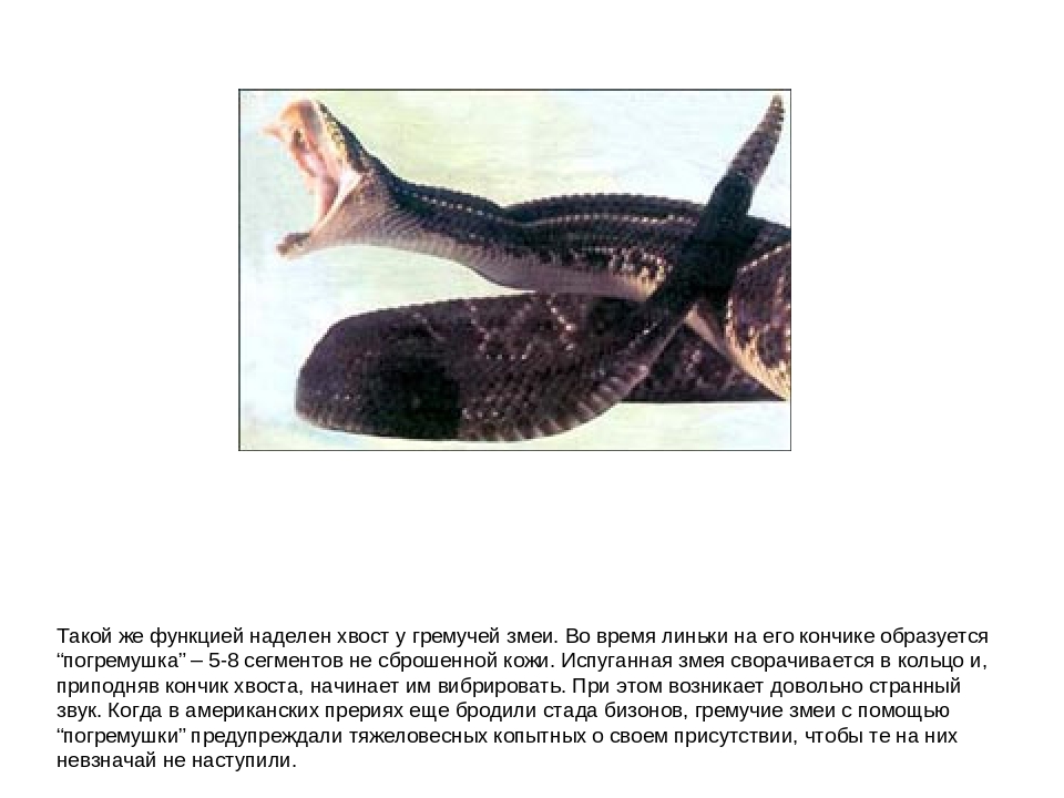 Презентация "Зачем нужны хвосты"