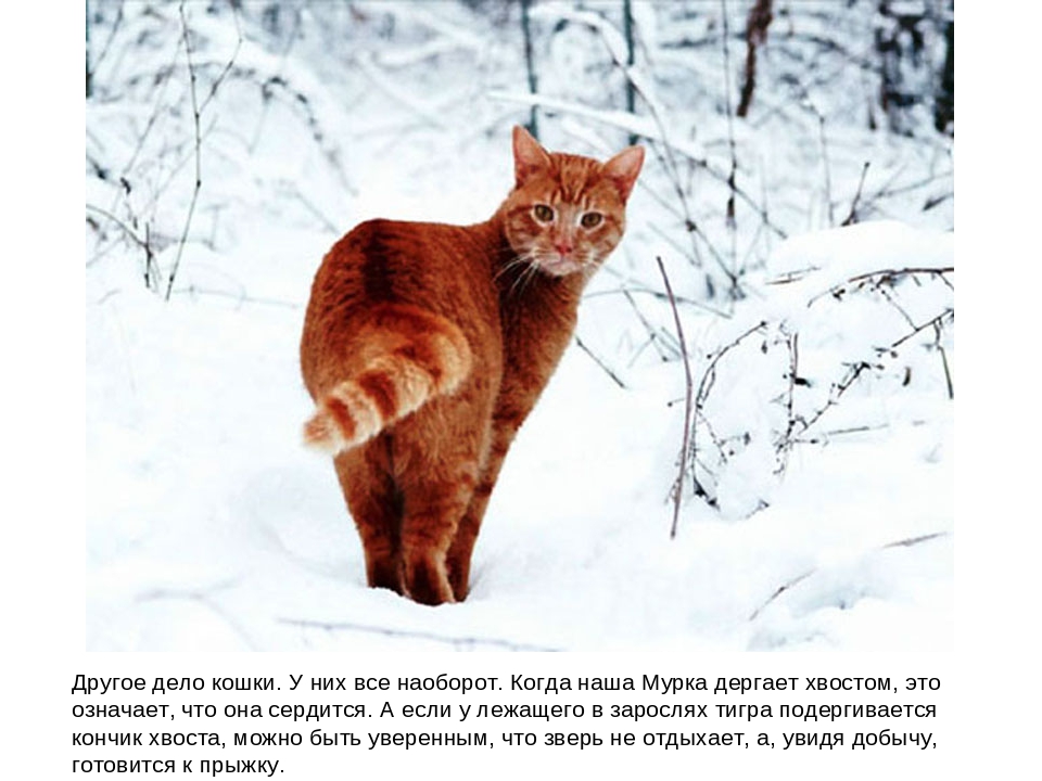 Презентация "Зачем нужны хвосты"