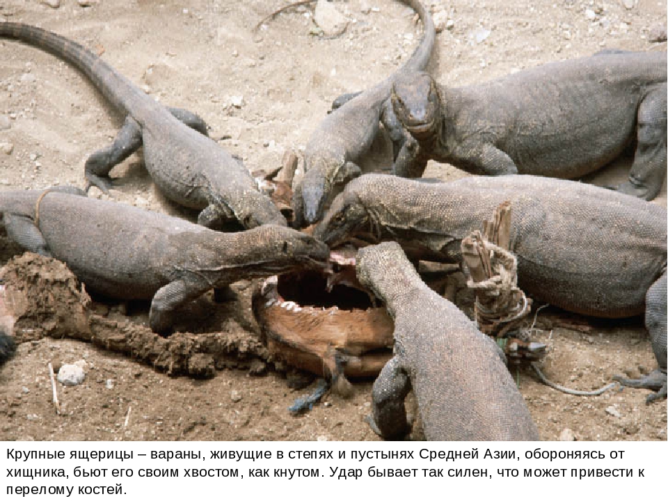 Презентация "Зачем нужны хвосты"