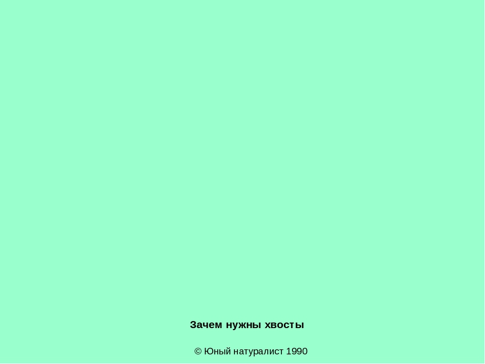 Презентация "Зачем нужны хвосты"