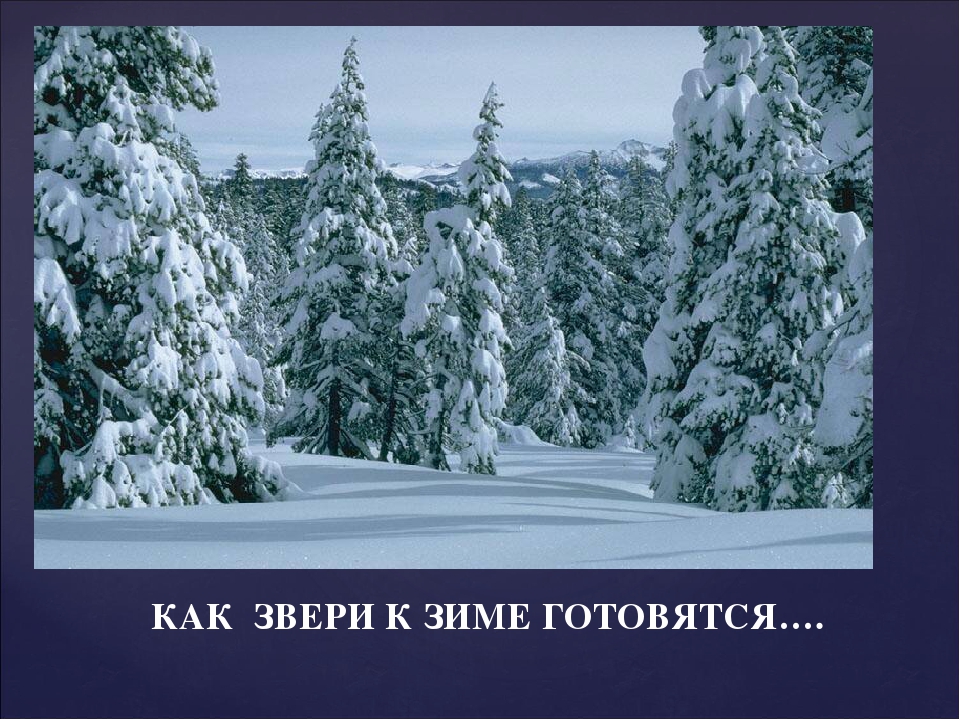 Презентация "Как звери готовятся к зиме"