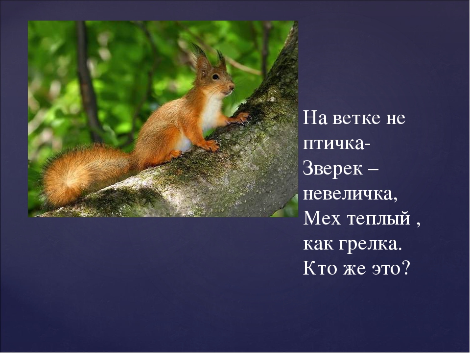 Презентация "Как звери готовятся к зиме"