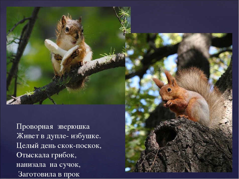 Презентация "Как звери готовятся к зиме"