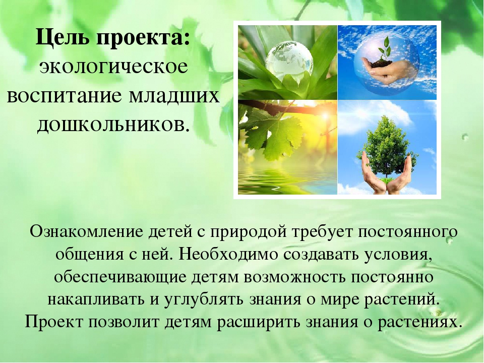 Презентация проекта на тему "Малыши и царство растений"