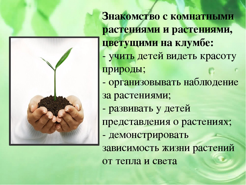 Презентация проекта на тему "Малыши и царство растений"