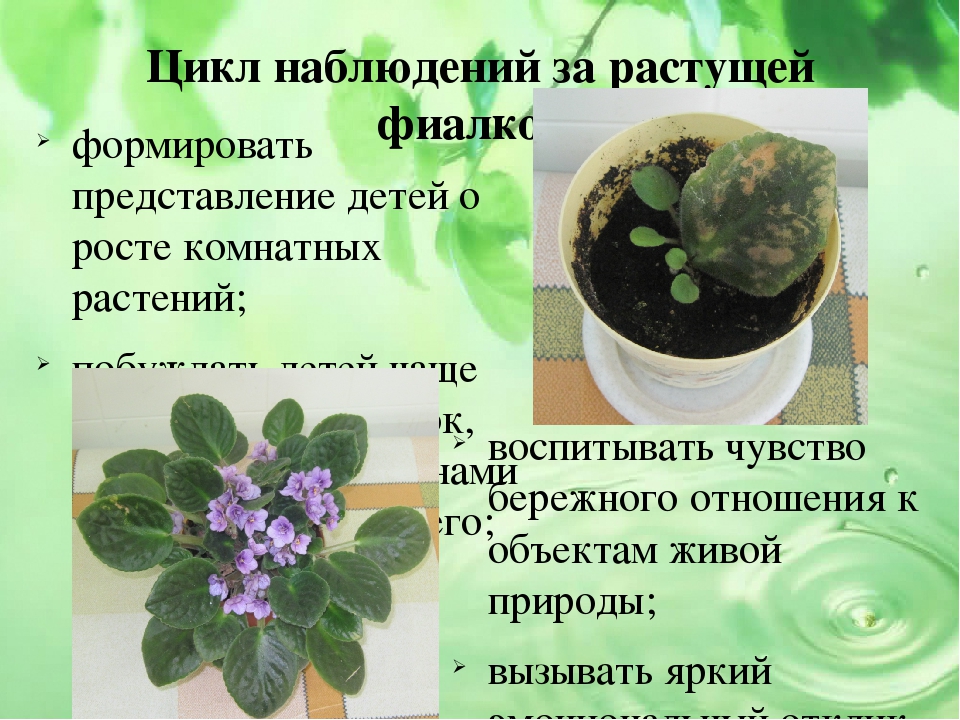 Презентация проекта на тему "Малыши и царство растений"
