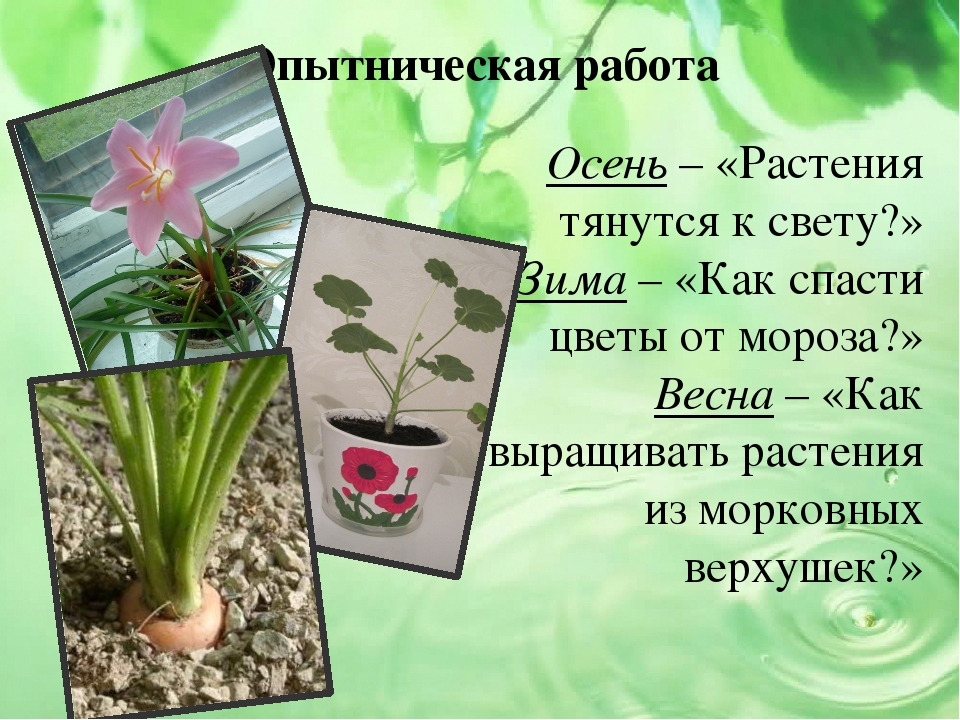 Презентация проекта на тему "Малыши и царство растений"