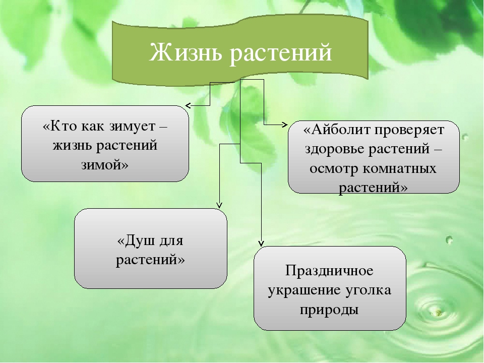 Презентация проекта на тему "Малыши и царство растений"