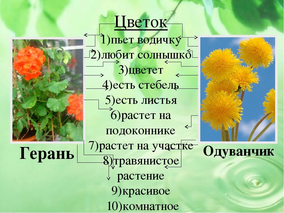 Презентация проекта на тему "Малыши и царство растений"
