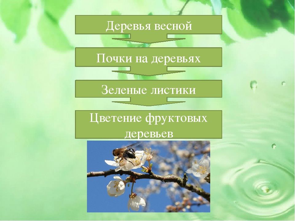 Презентация проекта на тему "Малыши и царство растений"