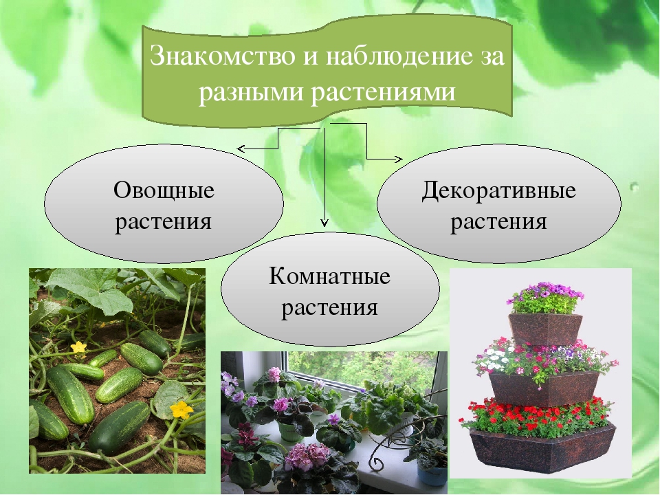 Презентация проекта на тему "Малыши и царство растений"