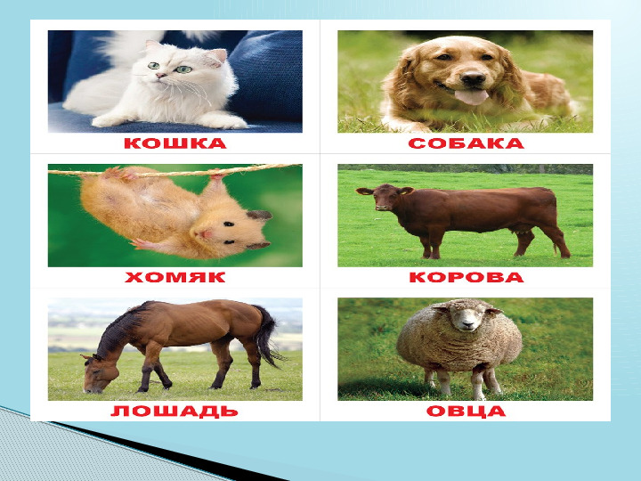 Домашние и дикие животные. Презентация для детей
