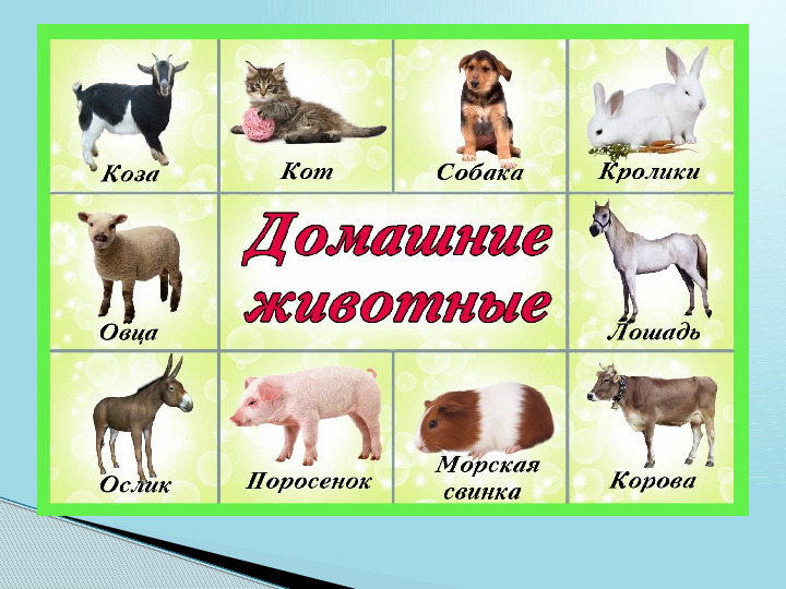 Домашние и дикие животные. Презентация для детей